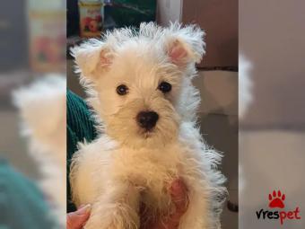 Ράτσα: Άσπρος Χάϊλαντς τεριέ - White W.Highlands ter | Ηλικία: 3 μηνών | Φύλο: Αρσενικό | Αρ. Microchip: 56488488433 | Ιδιώτης | Εκπαιδευμένο | Pedigree | Περιοχή: Αττική